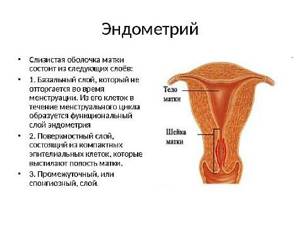 Толщина эндометрия для зачатия: норма, чтобы забеременеть