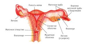 Толщина эндометрия при беременности