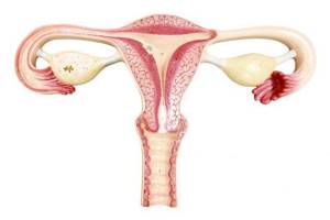 Интрамуральная миома матки: что это такое, симптомы и лечение