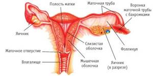 Почему не растет эндометрий: причины недоразвитости слизистого слоя матки