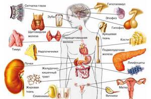 Гормоны: Как работает эндокринная система в человеческом теле?