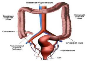 Основные функции желудка в процессе пищеварения