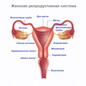 Маточные кровотечения у женского пола