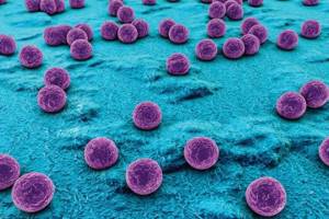 Что такое микробы и чем они отличаются от паразитов?