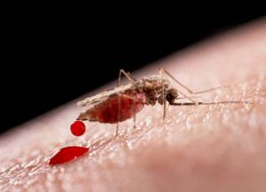 Малярия (malaria)