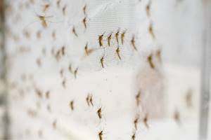 Что такое малярия: Причины, симптомы и лечение этой опасной инфекции