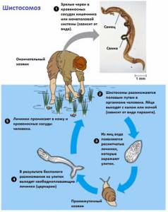 Шистосоматозы (schistosomatoses)
