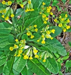Первоцвет весенний (primula officinalis l.): строение, свойства и химический состав