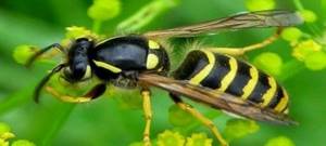 Укусы насекомых: От болезней и яда до анафилактического шока