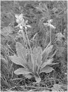 Первоцвет весенний (primula officinalis l.): строение, свойства и химический состав