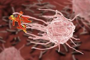 Что такое иммунитет и для чего он нужен организму?