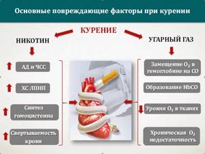 Вред никотина и окиси углерода для сердечно-сосудистой системы