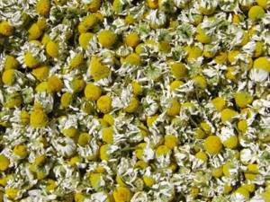 Ромашка аптечная (matricaria chamomilla): описание, химический состав и фармакологические свойства