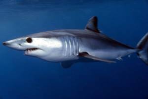 Опасность акул, барракуд и мурен для человека