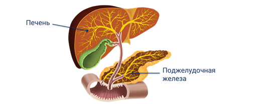 Основные функции желудка в процессе пищеварения