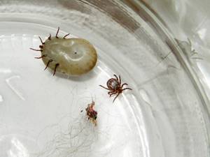 9 видов опасных паразитов обитающих в тропических странах