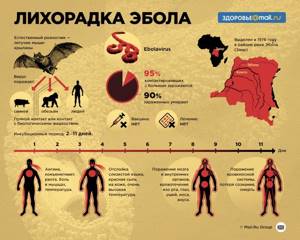 Лихорадка Эбола: причины, симптомы и лечение этой опасной болезни