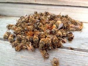 Лечение простатита продуктами пчеловодства