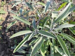 Шалфей лекарственный (salvia officinalis l.): описание, свойства и противопоказания