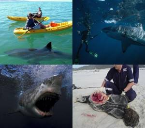 Опасность акул, барракуд и мурен для человека