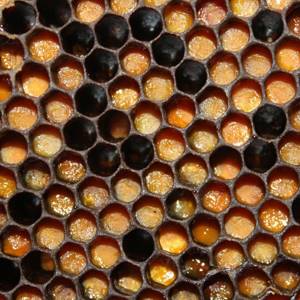 Лечение простатита продуктами пчеловодства
