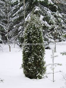 МОЖЖЕВЕЛЬНИК ОБЫКНОВЕННЫЙ - juniperus communis l.